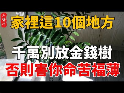 金錢樹風水2023|【金錢樹風水2023】2023年金錢樹風水指南：讓你錢滾錢的開運。